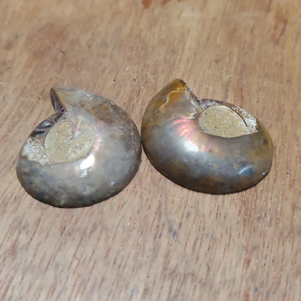 N/A beautiful ammonite